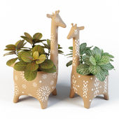 Giraffe Pots and Fittonia