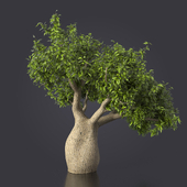 Бутылочное дерево / Brachychiton rupestris