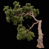 Curved Pine