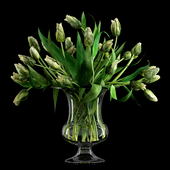 Green Parrot Tulips