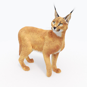 Caracal