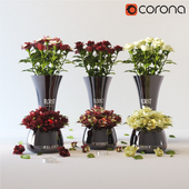 Set_Roses