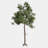 Pine tree