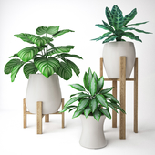 Plant Set 2