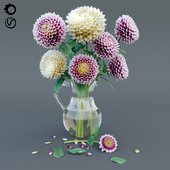 Георгины Dahlia