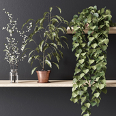 PLANT_002