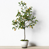 Plant_003