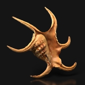 Harpago chiragra shell