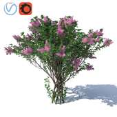 Lilac Сирень H=3500 мм.
