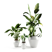 Plants collection