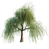 Willow tree