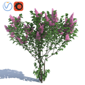 Lilac, 3 куста сирени