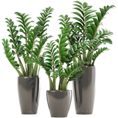 Collection of plants 192. Zamioculcas, flower, pot, bush, flowerpot, interior, decorative