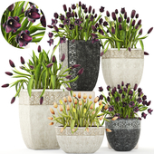 Collection of plants garden tulips 195. Flowers, pot, flowerpot, tulip, flowerbed, landscaping, garden