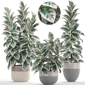 Collection of plants 205. Ficus elastica, Tree, bush, ficus, pot, Scandinavian style, interior plants