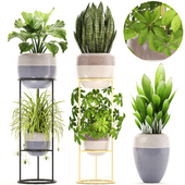 Collection of plants. Shelf with flowers, stand, indoor plants, pot, flowerpot, Chlorophytum, Schefflera, sansevieria