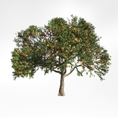 peach tree 1
