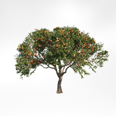 peach tree 2