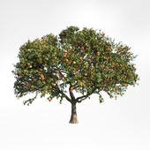 peach tree 3