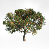 peach tree 4
