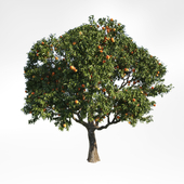 peach tree 6