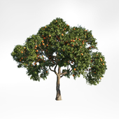peach tree 7