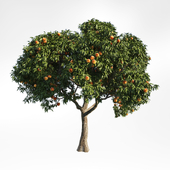 peach tree 8
