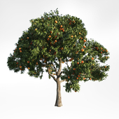 peach tree 9