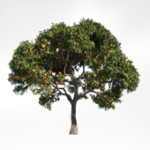 peach tree 10