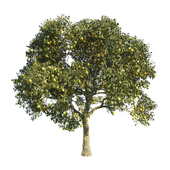 pear tree 1