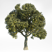 Pear Tree 6
