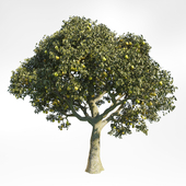 Pear Tree 7