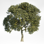 Pear Tree 8