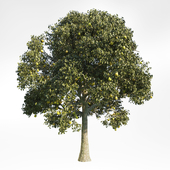 Pear Tree 10