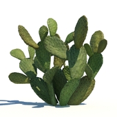 Opuntia ficus-indica / 1