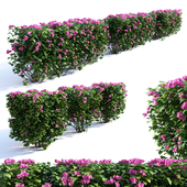 Bougainvillea Hedge 0.8 m Height