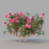 Nerium oleander / 1