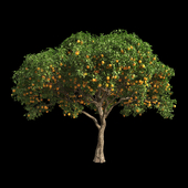 Orange Tree 7