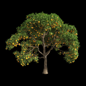 Orange Tree 8