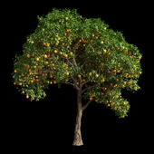 Orange Tree 10