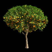 Orange Tree 12