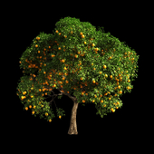 Orange Tree 13