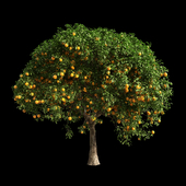 Orange Tree 14