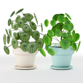 Pilea perperomioides