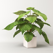 Philodendron