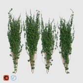 IVY GREEN 4 units - Плющ 4шт