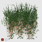 IVY GREEN 3x3m - Плющ на 3х3