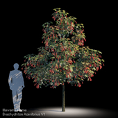 Brachychiton Acerifolius V1