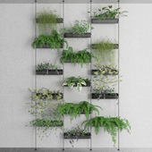 Decorative plants