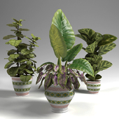 Exotic plants